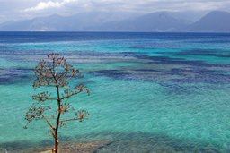 mare