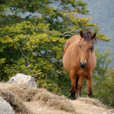 008-2014 09 15 Corse 1656  Lac de Nino