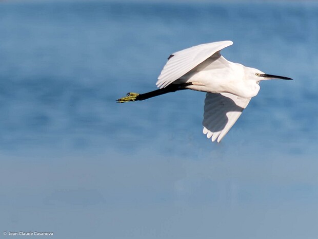 7. PHOTO ANIMALIERE