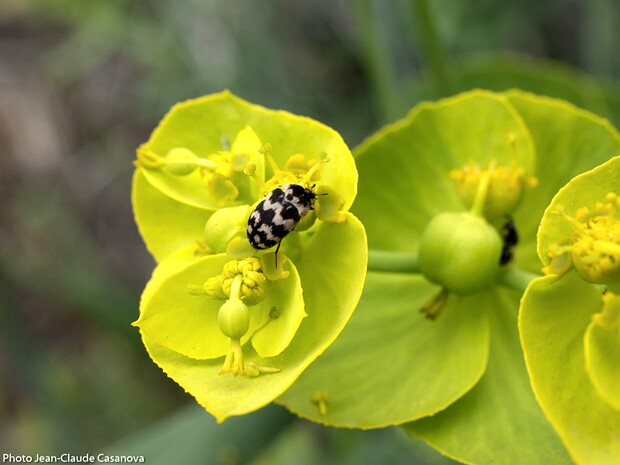 Insectes