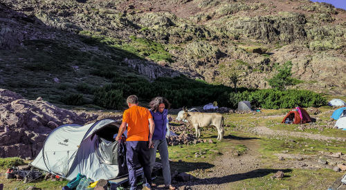 Dans l'aire de bivouac, les vaches se promènent. - Angèle Ricciardi